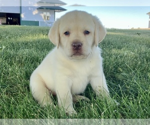 Labrador Retriever Puppy for sale in CENTREVILLE, MI, USA