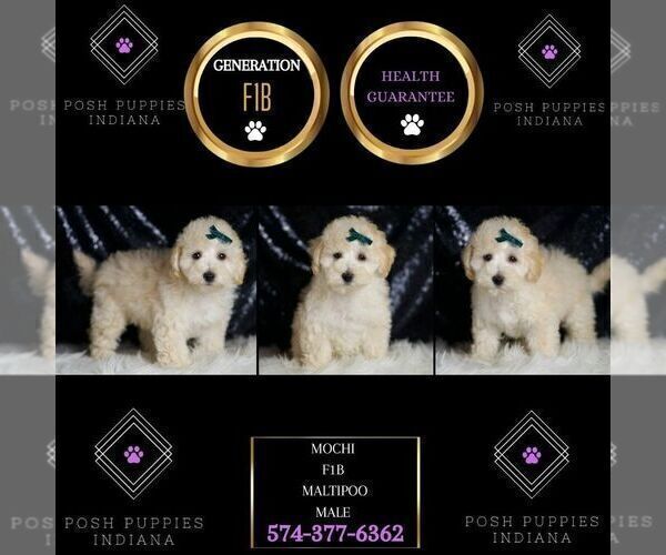 Medium Photo #2 Maltipoo (Miniature) Puppy For Sale in WARSAW, IN, USA