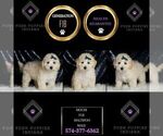 Small Photo #89 Maltipoo (Miniature) Puppy For Sale in WARSAW, IN, USA