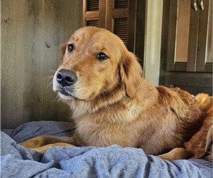 Mother of the Golden Retriever puppies born on 06/07/2025