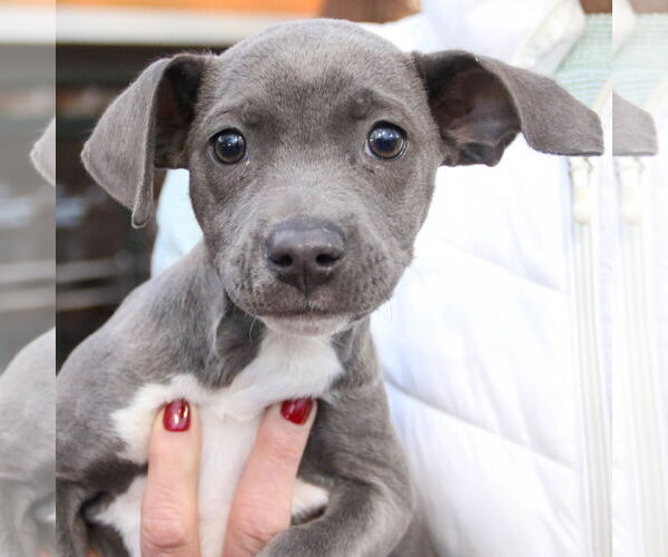 Medium Photo #2 Labrador Retriever-Unknown Mix Puppy For Sale in Washington, DC, USA