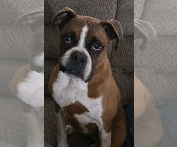 Medium Photo #1 Boxer-Unknown Mix Puppy For Sale in Minneapolis, MN, USA