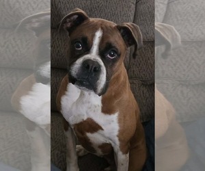 Boxer-Unknown Mix Dogs for adoption in Minneapolis, MN, USA