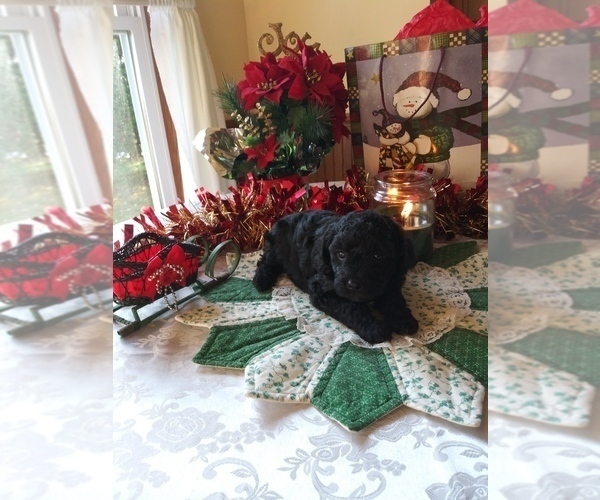Medium Photo #1 Cavapoo-Poodle (Miniature) Mix Puppy For Sale in SHIPSHEWANA, IN, USA