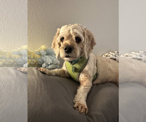 Medium Photo #3 Silky Cocker Puppy For Sale in Mission Viejo, CA, USA