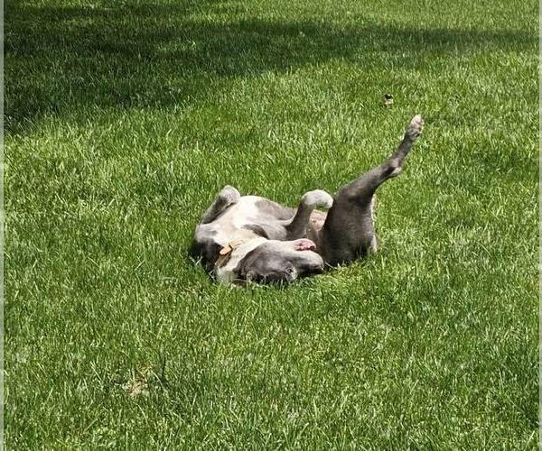 Medium Photo #5 Staffordshire Bull Terrier-Unknown Mix Puppy For Sale in Crete, IL, USA