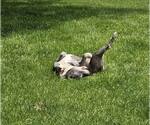 Small #4 Staffordshire Bull Terrier Mix