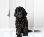 Small Photo #7 Poodle (Standard) Puppy For Sale in SHIPSHEWANA, IN, USA