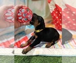 Small Photo #9 Doberman Pinscher Puppy For Sale in KEMPNER, TX, USA