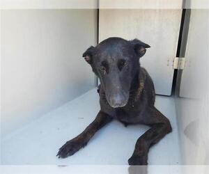 Mutt Dogs for adoption in Houston, TX, USA