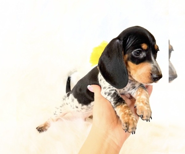 Medium Photo #5 Dachshund Puppy For Sale in DAVIS, CA, USA