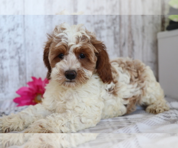 Full screen Photo #2 Cocker Spaniel-Poodle (Miniature) Mix Puppy For Sale in SHILOH, OH, USA