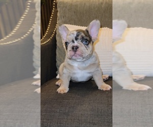 French Bulldog Puppy for sale in PROSPER, TX, USA