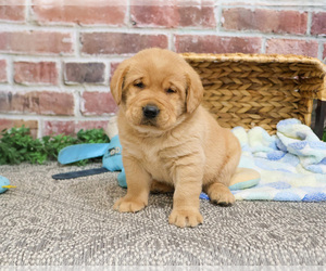 Labrador Retriever Puppy for sale in SYRACUSE, IN, USA