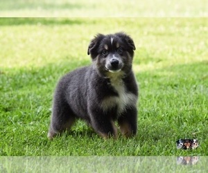 Australian Shepherd Puppy for sale in EASTON, MO, USA