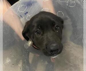 Great Dane-Labrador Retriever Mix Dogs for adoption in Redlands, CA, USA