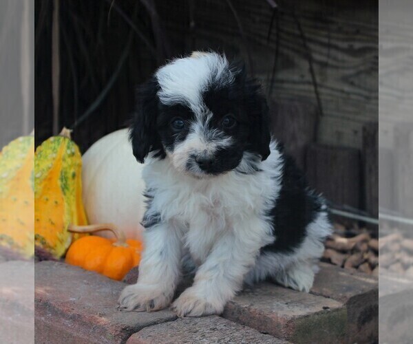 Medium Photo #1 Aussiedoodle Miniature  Puppy For Sale in STRASBURG, PA, USA