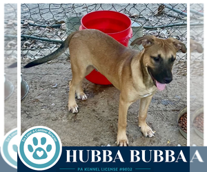 Hubba Bubba (Bubble Gum Gang) 102426 - Male Mutt Dog for Adoption - Photo #4