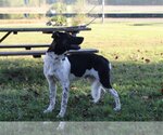 Small Akita-German Shepherd Dog Mix