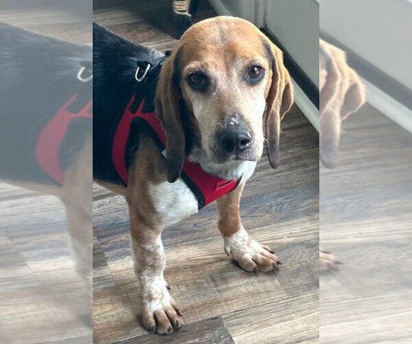 Medium Photo #4 Beagle Puppy For Sale in Dunnellon, FL, USA