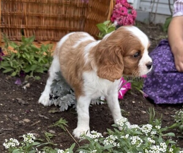 Medium Photo #5 Cavalier King Charles Spaniel Puppy For Sale in THORP, WI, USA