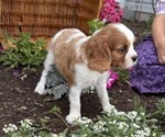 Small #4 Cavalier King Charles Spaniel