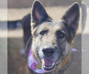 German Shepherd Dog-Unknown Mix Dogs for adoption in San Antonio, TX, USA