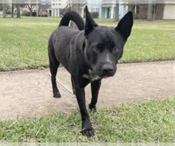 Medium Photo #1 Siberian Husky-Unknown Mix Puppy For Sale in Houston, TX, USA