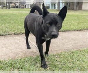Siberian Husky-Unknown Mix Dogs for adoption in Houston, TX, USA