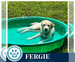 Small Photo #9 Aussiedor Puppy For Sale in Kimberton, PA, USA