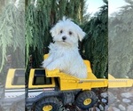 Small #2 Maltese