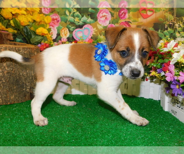Medium Photo #3 Jack Russell Terrier Puppy For Sale in HAMMOND, IN, USA