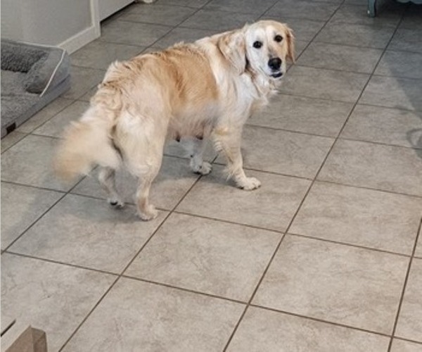 Medium Photo #1 Golden Retriever Puppy For Sale in MESA, AZ, USA