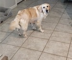 Small Photo #1 Golden Retriever Puppy For Sale in MESA, AZ, USA