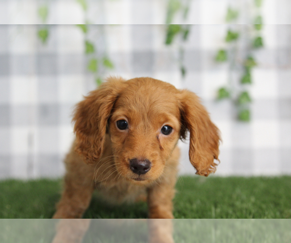 Medium Photo #2 Dachshund Puppy For Sale in MARIETTA, GA, USA