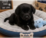 Small #3 Australian Shepherd Mix