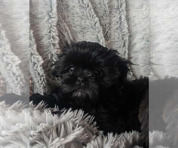 Medium Photo #2 Shih Tzu Puppy For Sale in BOKOSHE, OK, USA