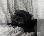 Small Photo #2 Shih Tzu Puppy For Sale in BOKOSHE, OK, USA