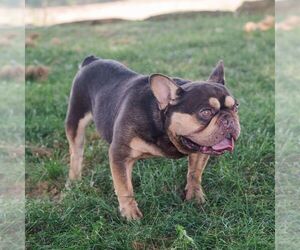 Father of the French Bulldog puppies born on 06/19/2025