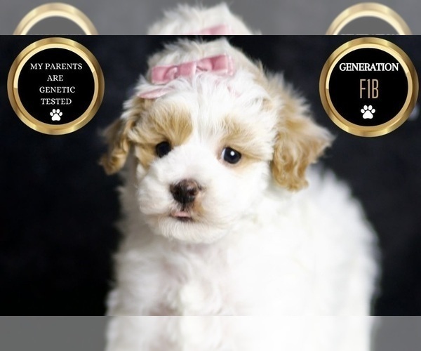 Medium Photo #112 Maltipoo Puppy For Sale in WARSAW, IN, USA