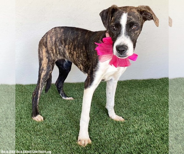 Medium Photo #6 Boxer-Plott Hound Mix Puppy For Sale in San Diego, CA, USA