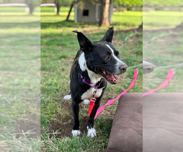 Medium Photo #8 Mutt Puppy For Sale in Holly Springs, NC, USA
