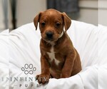Small French Bulldog-Goldendoodle Mix