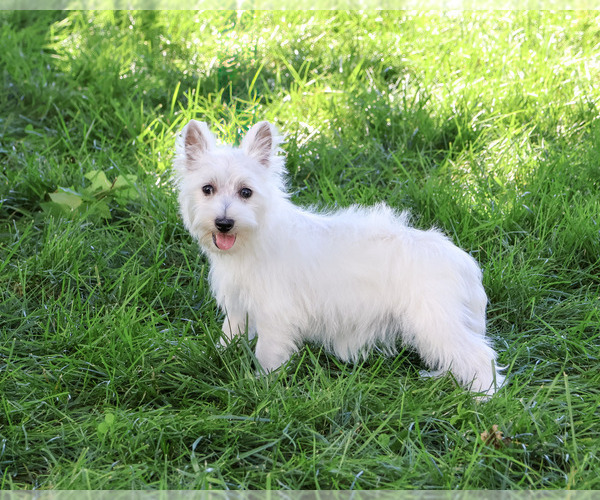 Medium Photo #4 West Highland White Terrier Puppy For Sale in SYRACUSE, IN, USA