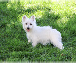 Delight - Female West Highland White Terrier Puppy for Sale - Photo #4