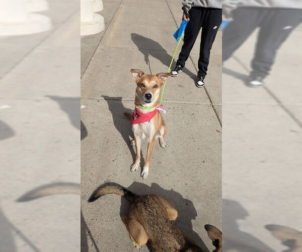 Medium Photo #1 German Shepherd Dog-Unknown Mix Puppy For Sale in Forestville, MD, USA