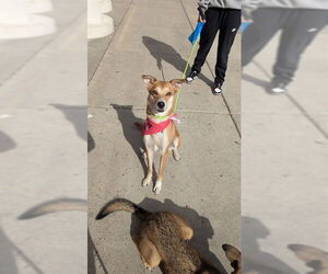 German Shepherd Dog-Unknown Mix Dogs for adoption in Forestville, MD, USA