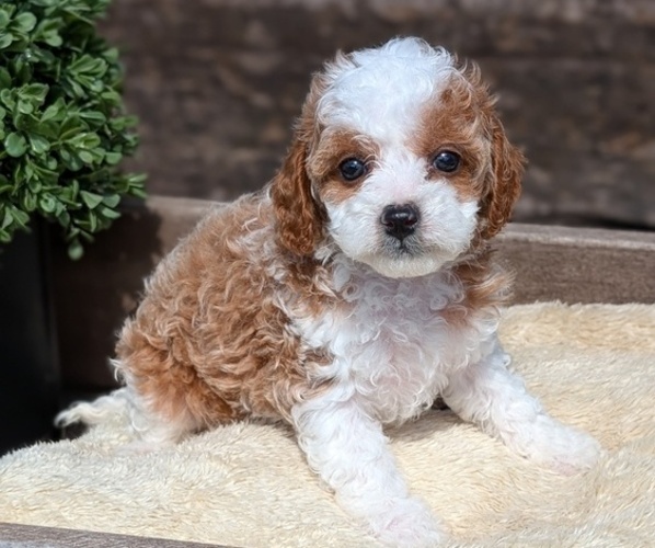 Medium Photo #2 Cavapoo (Miniature) Puppy For Sale in GOSHEN, IN, USA