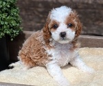 Small Photo #41 Cavapoo (Miniature) Puppy For Sale in GOSHEN, IN, USA