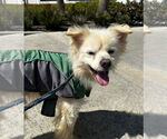 Small #4 Pomeranian Mix